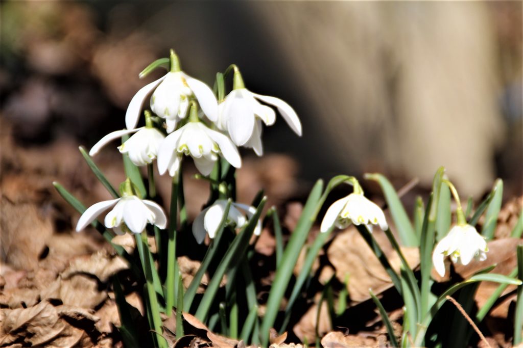 Schneeglöckchen in der Natur