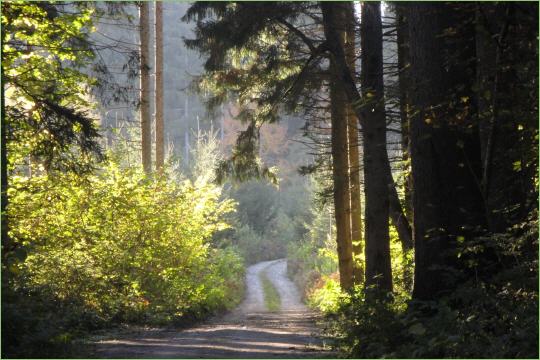 Sonnenlicht fällt durch die Bäume auf einen ruhigen Waldweg